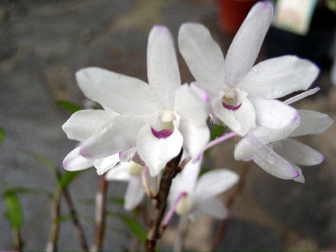 長生蘭 石斛 りき丸城 品種検索の間 天紫晃